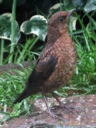 Young Blackbird