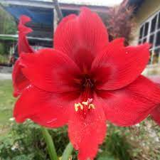 Bunganya berwarna merah menyala, kadang juga berwarna putih berbentuk hati dan terdapat tongkol berwarna kuning. Bunga Yang Indah Dan Berwarna Merah Steemit