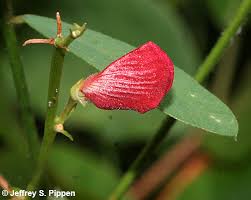 Image result for Tephrosia polystachya