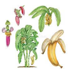Image result for Musa paradisiaca