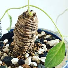 Image result for Trochomeria polymorpha