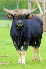 Gayal Bos Frontalis Also Known As Mithun Is A Large Semi Domesticated Bovine Distributed In Northeast India Bangla Large Animals Animals Beautiful Animals