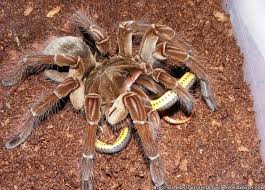 Science And Animals Big Spiders Spider Large Spiders