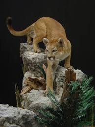 Mountain Lion Taxidermy Idea For Stalking Big Horn Sheep Animal Taxidermy Taxidermy Mountain Lion