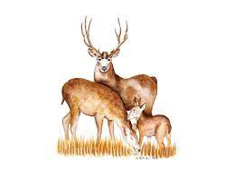 Check spelling or type a new query. Deer Nursery Print Deer Print Nursery Art Woodland Animal Etsy Deer Nursery Print Deer Nursery Art Deer Nursery