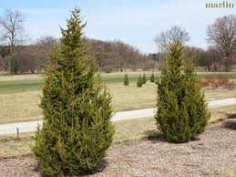 Image result for Cupressaceae