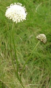 Image result for Cephalaria