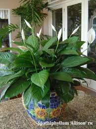 Maybe you would like to learn more about one of these? Peace Lily Care How To Plant Growing Guide