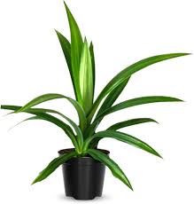 Image result for Pandanus