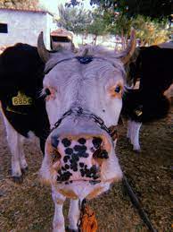 inek cow inek animals hayvan hayvan iman simsek