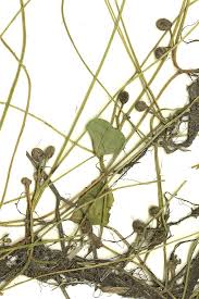 Image result for Marsileaceae