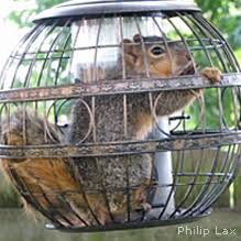 Fill the tube with bird seeds, put the cap on and hang the pipe from a tree. Tips For Outwitting Squirrels