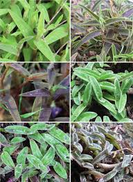 Image result for Urochloa semiundulata