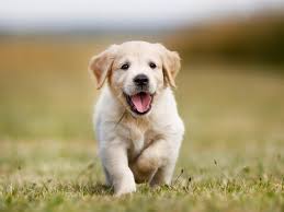 Dia internacional del perro frases. Dia Mundial Del Perro 21 De Julio