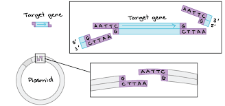 Restriction Enzymes Dna Ligase Article Khan Academy