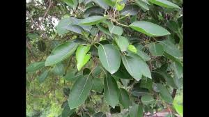 Image result for Ficus virens