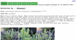 Image result for Salicornia pachystachya