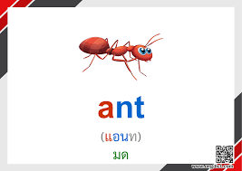 C c cat แมว 8. à¸„à¸³à¸¨ à¸žà¸— à¸ à¸²à¸©à¸²à¸­ à¸‡à¸à¸¤à¸©à¹€à¸ à¸¢à¸§à¸ à¸š à¹à¸¡à¸¥à¸‡ à¸ª à¸­à¸à¸²à¸£à¸ªà¸­à¸™à¸ à¸²à¸©à¸²à¸­ à¸‡à¸à¸¤à¸© Facebook