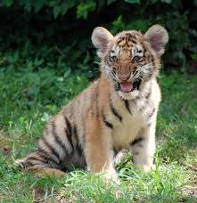 Tiger Smile Amur Tiger In The Grass Sponsored Smile Tiger Amur Grass Tiger Ad Cute Baby Animals Baby Animals Tiger