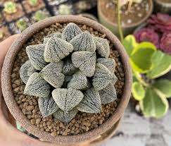 Image result for Pavetta pygmaea