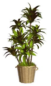 Floreros Y Tiestos Con Plantas Png Plants Vegetation Outdoor Deco
