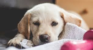 Let's talk about this friendly hybrid dog's characteristics so labrador retrievers have been the most popular dog breed in the united states for nearly 30 years, and golden retrievers are consistently the. Goldador Dog A Complete Guide To The Golden Retriever Lab Mix