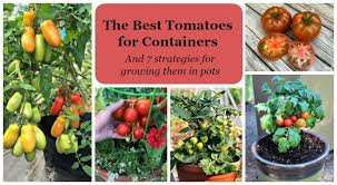 Click to see full answer. The Best Tomatoes For Containers And Tips For Growing Big Yields