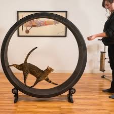 Indoor pets often do not get enough exercise. 7 Incredible Indoor Exercise Wheels For Cats Styletails
