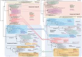 Image result for Trisetopsis elongata