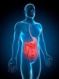 Eye, nose, cheek, chin, mouth, neck, shoulder, armpit, breast, thorax, navel, abdomen, publs, groin, knee, foot, ankle, toe. Your Stomach And Six Other Major Organs You Can Survive Without