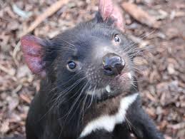 Tasmanische teufel bilden keine rudel, sondern verbringen die meiste zeit allein, wenn sie entwöhnt sind. Hobart Und Den Tasmanischen Teufel Erleben Erlebe Australien