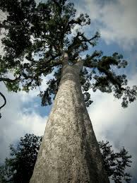 Image result for Maranthes