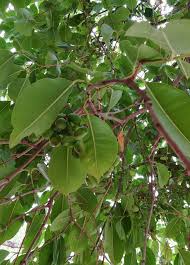 Image result for Syzygium cumini