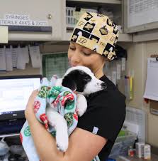 This handsome german shepherd came in as a stray so not much is known about his past. New Grant For Priority 4 Paws Supports Shelter Medicine Education And Services Purdue University College Of Veterinary Medicine