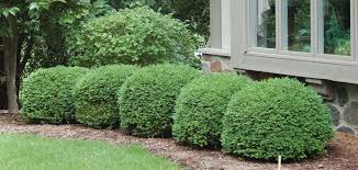 We did not find results for: Green Velvet Boxwood Knowledgebase Johnson S Nursery