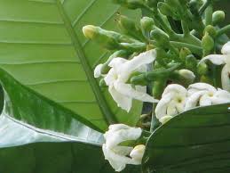 Image result for Tricalysia jasminiflora