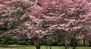 Why is fall the best time to plant trees, shrubs, bulbs and even flowers in columbia? Where To Find Blooming Trees Around Southwest Missouri