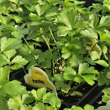 Image result for Petroselinum