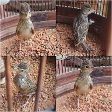 Jenis burung branjangan jawa tengah mempunyai ciri khas suara yang keras, mudah diisi. Jenis Burung Branjangan Yang Ada Di Indonesia