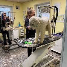 Der Hundefriseur | Inh. Manuela Kuhn