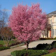 Look no further than the okame cherry tree. Okame Cherry Trees For Sale Brighterblooms Com