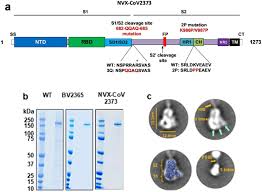 Affordable and search from millions of royalty free images, photos and vectors. Sars Cov 2 Spike Glycoprotein Vaccine Candidate Nvx Cov2373 Immunogenicity In Baboons And Protection In Mice Nature Communications