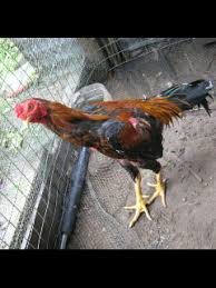 Atau sabung ayam sabung ayam adalah permainan rakyat yang populer di dunia. Halo Vina Qq Ayam Petarung