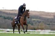 Image result for UK: The peoples horse Tiger Roll: