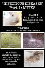 Image result for scabies rabbits ears