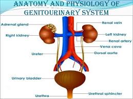 Medical advice should be followed for any abnormal finding. Pathophysiology Test 3 Kirkland Diagram Quizlet
