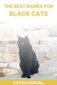 Top 150 Names For Black Cats Funny Unique Pop Culture Inspired Classic And More Cute Cat Names Grey Cat Names Names For Black Cats