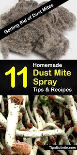 Getting Rid Of Dust Mites 11 Homemade Dust Mite Spray Tips And Recipes