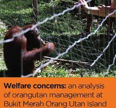Why you should visit bukit merah orang utan island in malaysia 2021. Welfare Concerns An Analysis Of Orangutan Management At Bukit Merah Orang Utan Island Friends Of The Orangutans