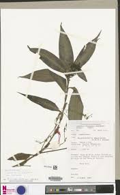 Image result for Stanfieldiella imperforata